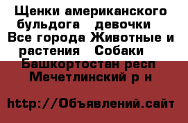 Щенки американского бульдога ( девочки) - Все города Животные и растения » Собаки   . Башкортостан респ.,Мечетлинский р-н